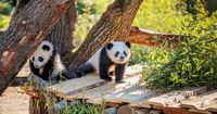 Pandas im Berliner Zoo: Leni und Lotti erkunden das neue Klettergerüst