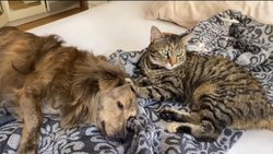 Evdeki Evrensel Denge: Kosmotelyum’un İki Yüzü — Zeus ve Şiva