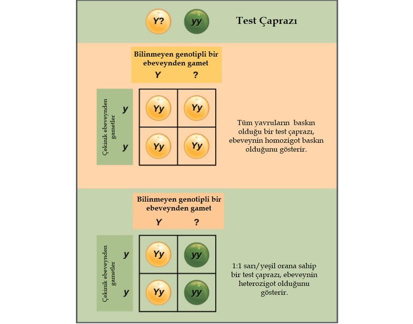 Baskın bir özellik sergileyen bir organizmanın homozigot mu, heterozigot mu olduğu bir test çaprazı ile belirlenebilir.