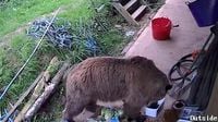 Moment escaped bears eat a WEEK's worth of honey after breaking free