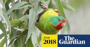 Urgent Action Needed To Save Critically Endangered Swift Parrot