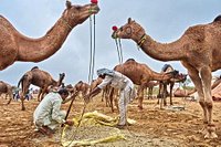 Camel fair brings desert town to life