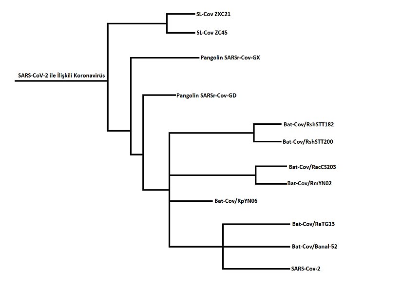 RaTG13 ve SARS-CoV-2'ye ait Evrim Ağacı