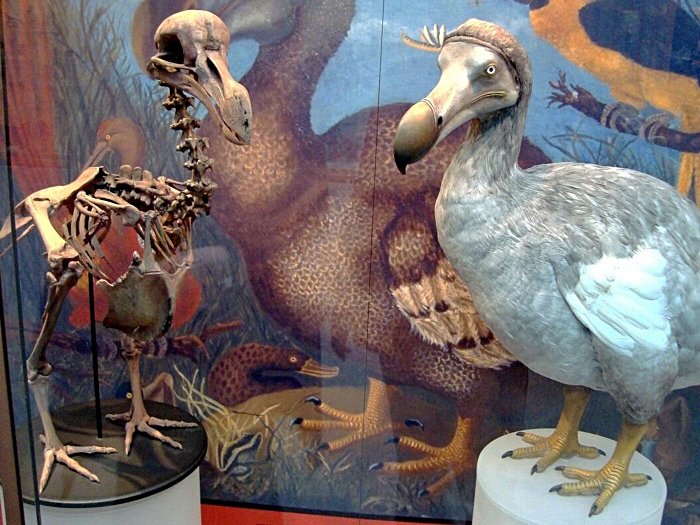 Dodo Kuşları, Geri Mi Dönüyor?
