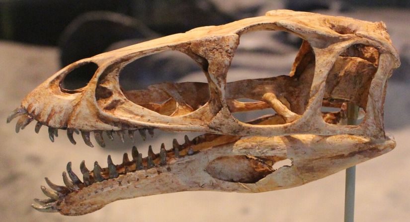 masiakasaurus fosili