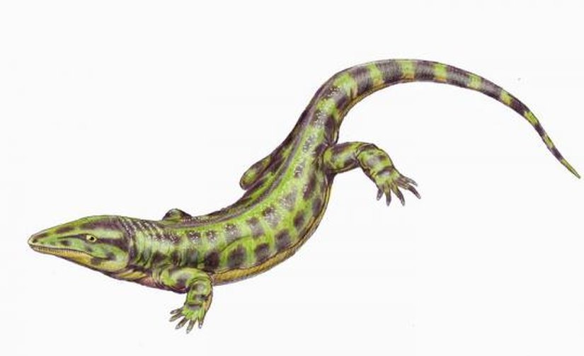 Solenodonsaurus (Çizim)