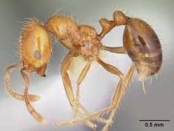 İstilacı Karıncalar Düşündüğümüzden Daha Büyük Bir Tehdit