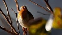 C'est le printemps, quels oiseaux peut-on écouter chanter dans les Landes ? - ici