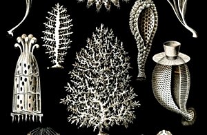 Evrimsel Süreç - 15: Basit Yapılı Hayvanların İlkin Evrimi ve Yükselişleri (580 - 542 Milyon Yıl Önce)