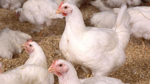 H5N1 Avian Influenza Causes Egg Price Surge And Public Health Worries