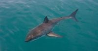 Swimmer Attacked by Great White Shark off Catalina Island (Video)