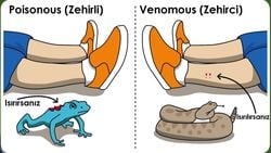 Zehrin Farklı Olguları: "Venom" ve "Poison" Arasında Ne Fark Vardır?