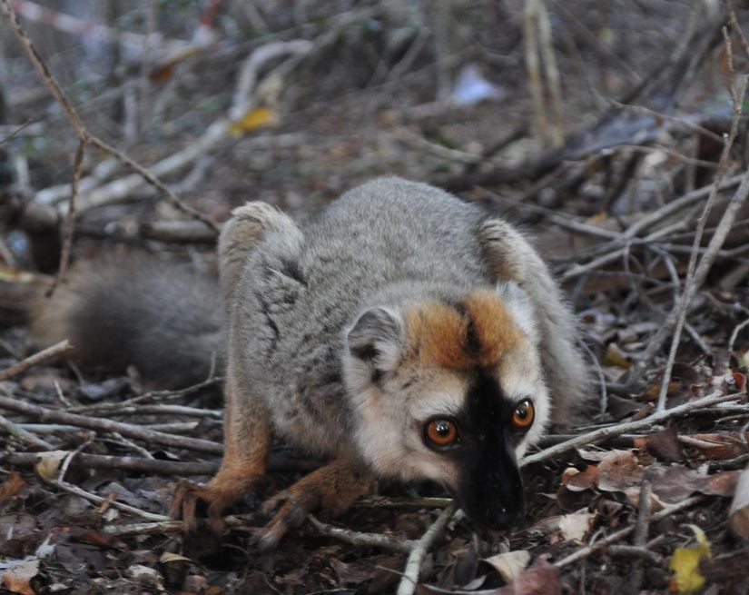 Erkek kızıl önlü lemur, topraktaki böceklerle besleniyor.