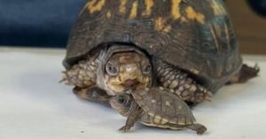 Rescued Turtle Rockalina Finds New Life And Friend