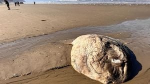 Rare Ocean Sunfish Sighting Captivates Baja California Beachgoers