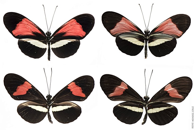 Heliconius