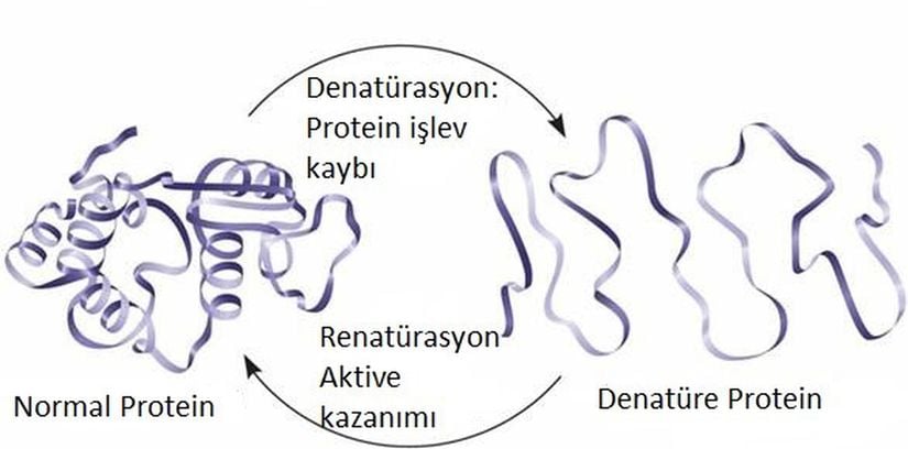 Protein Denatürasyonu ve Renatürasyonu: Yüksek sıcaklıklar veya çeşitli kimyasal maddelerle işleme sokma, proteinin şeklini ve dolayısıyla işlevini kaybetmesine yol açarak onu denatüre edecektir. Eğer denatüre protein çözünmüş halde kalırsa, çevrenin kimyasal ve fiziksel koşulları tekrar normale döndüğünde genellikle renatüre olur.