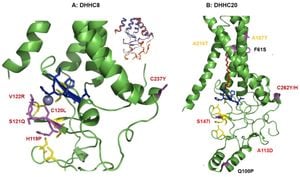 High-Fat Diet Disrupts Kidney Health By Altering Protein S-Acylation