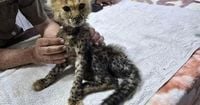 Cheetah cubs destined for the illegal trade in exotic wildlife rescued in Somaliland