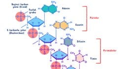 DNA NEDEN HÜCRELERİMİZİN YÖNETİCİ MOLEKÜLÜDÜR?