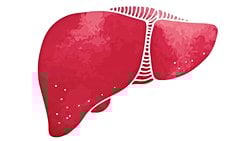 Hayvanlarda Organ Yenileme (Rejenerasyon): Karaciğerin %75'i Hasar Görse Bile Kendini Yenileyebilir mi?