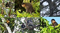 Yeni bir türün ortaya çıkışına tanıklık ediyor olabilir miyiz?