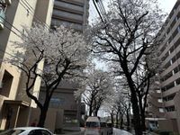 【東久留米市・清瀬市】桜の開花宣言が発表されて少し経ちました。今回は東久留米市と清瀬市の桜の開花状況をお伝えします。