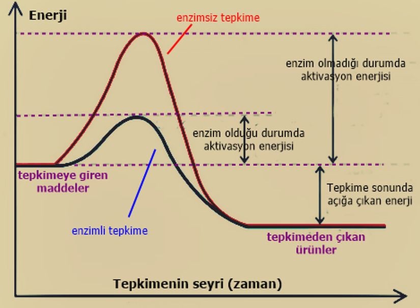 Enzimlerin çalışmalarında etkili olan aktivasyon enerjisinin grafik üzerinde gösterimi.