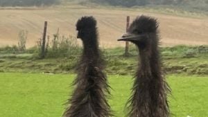 Runaway Emus Spark Community Intrigue And Laughter