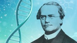 Mendel’in Bezelyeleri