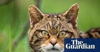 European wildcats could be seen again in England for first time in 100 years