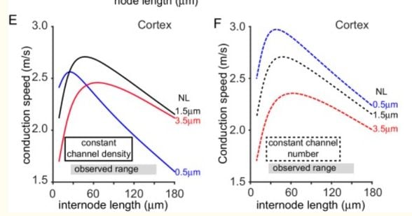 Ranvier boğumu sayısı (internode uzunluğu) ile sinyal iletim hızı arasındaki ilişki