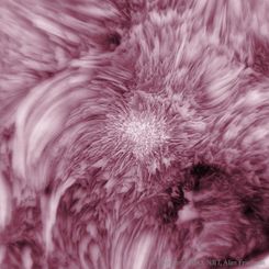  Fibrils Flower on the Sun 