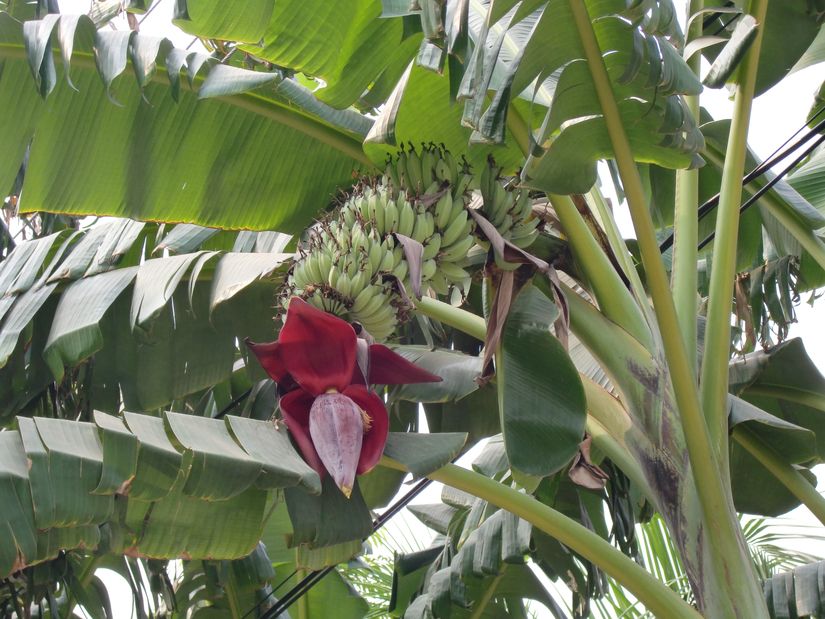 Musa acuminata türü muzlar.