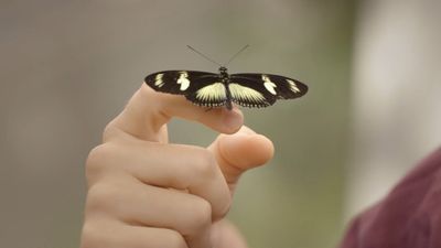 Heliconius Cinsi Kelebekler, Işık Miktarına Bağlı Olarak Gözümüzün Önünde Yeni Türlere Evrimleşiyor!