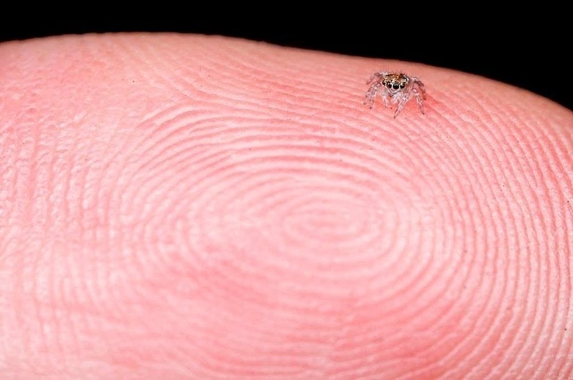 Dişi bir tavuskuşu örümceği...