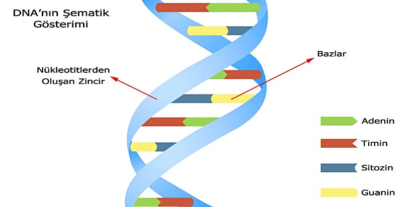 DNA'nın şematik gösterimi
