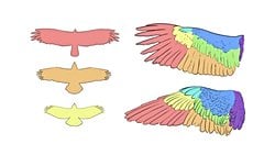 Kuşlarda Kanat Tipleri