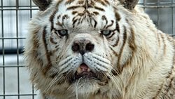 Beyaz Kaplan Kenny, Down Sendromlu Olabilir Mi?