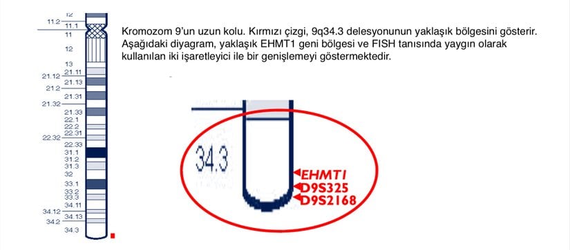 Kromozom 9'un uzun kolu