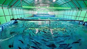 JR Shikoku Launches Salmon Farming Project