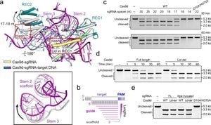 New Insights Unveiled About Compact Cas9d Genome Editor