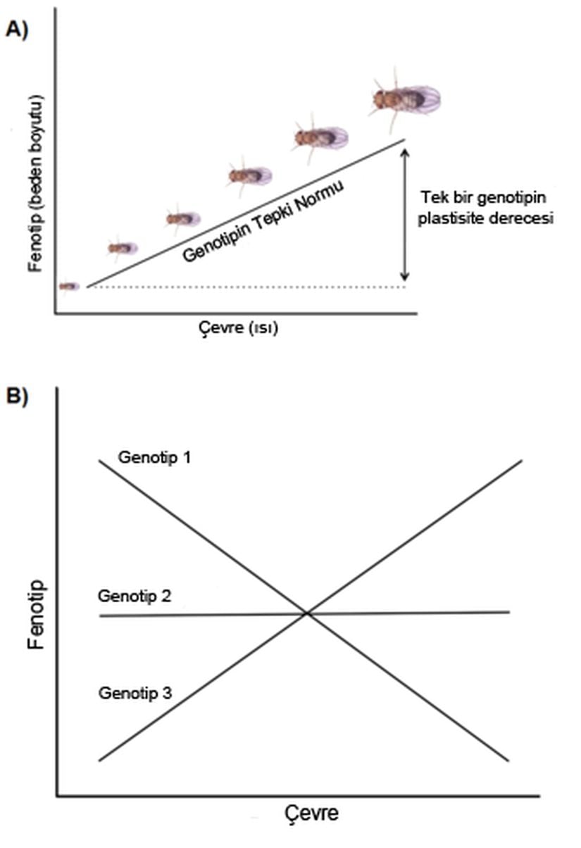 Şekil 3: Yaşam Öyküsü Karakterlerinde Plastisite. ÜST (A): Fenotipik plastisite sıklıkla tepkime normalleri ile görselleştirilir. Bunlar, belirli bir genotip için çevre ile fenotipi ilişkilendiren eğrilerdir. Örnekte, meyve sinekleri (Drosophila sp.) için, bir genotipten şekillenen ortam sıcaklığı değişikliğine göre yetişkinlik vücut boyutuna olan gelişimin tepkime normali gösterilmiştir.  ALT (B): Fenotipik plastisite için genotiplerdeki genetik değişkenlik kendisini farklı eğimleri olan tepkime normali olarak göstermektedir. Yani, genellikle tepkime normalleri birbirlerine paralel değildir. Bu şekildeki bir desene Çevreye göre Genotip adı verilir. Şekilde özellikle kuvvetli bir Çevreye göre Genotip örneği verilmiştir. Her üç genotipin tepkime normalleri değişik çevresel şartlara göre göreceli olarak fenotipleri değiştirecek şekilde birbirleri ile kesişmektedir.