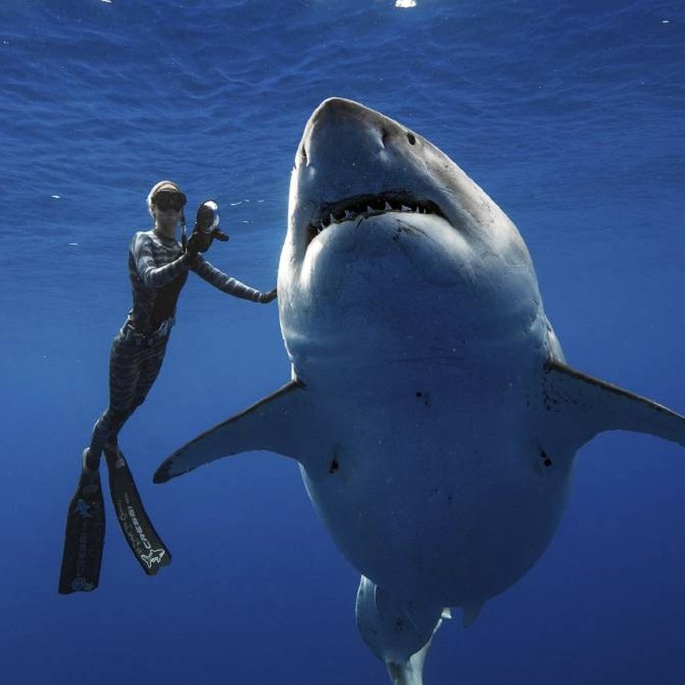 Köpekbalıklarını Akıl Almaz Bir Hızda Katlediyoruz!