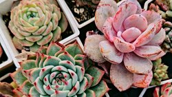 Zehirli Varlıkların ve Zehirleme Şekillerinin Arasındaki Fark Hakkında