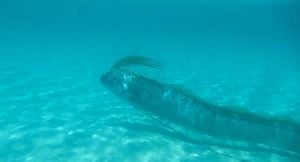 Rare Oarfish Spotted Along California Coast Sparks Folklore And Curiosity