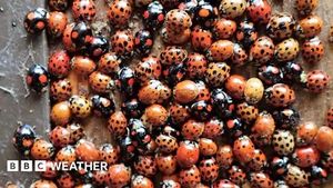 Ladybird Swarms Invade UK Homes Amid Record Warmth