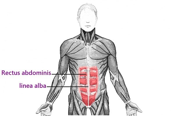 Rectus Abdominis