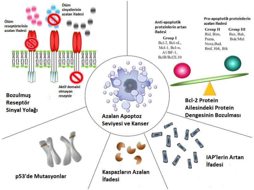 Apoptoz'da meydana gelen bozukluklar ve kanser gelişimi.