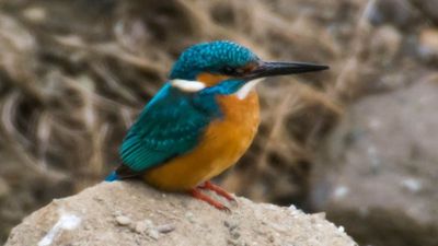 Yalıçapkını (Alcedo atthis)